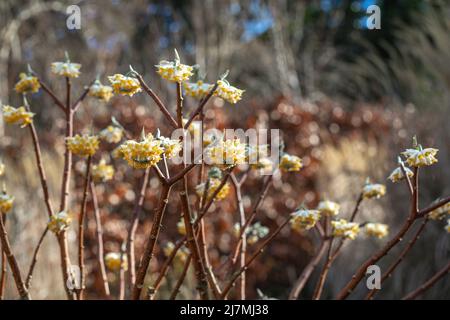 Edgeworthia chrysantha (paperbush) in flower, late winter flowering shrub Stock Photo