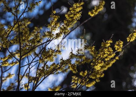 Vibrant yellow flowering stems of Hamamelis x intermedia 'Arnold Promise' / witch hazel, late winter Stock Photo