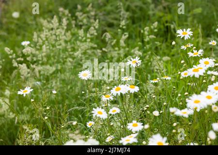 Wild flower meadow. Chamomile plant growing in a field in UK countryside Stock Photo