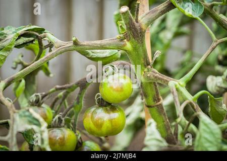 Tomato problems. Close-up of tomato plant with blight, (phytophthora infestans,) a fungal disease in UK garden Stock Photo