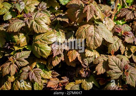 A full frame photograph of sycamore leaves on a tree in springtime Stock Photo