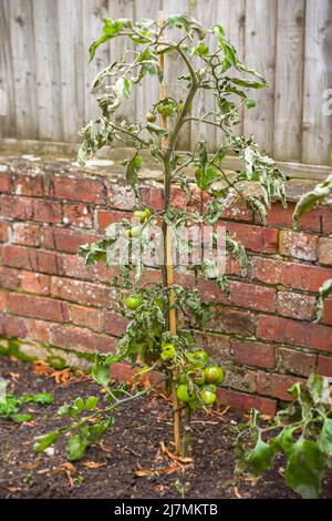 Vine tomato plant with blight disease (phytophthora infestans) growing in a UK garden Stock Photo