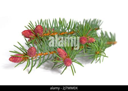 Spruce blossoms isolated against white background Stock Photo