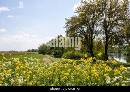 View of a landscape near the Rottemeren in Rotterdam with beaitiful trees and flowers Stock Photo