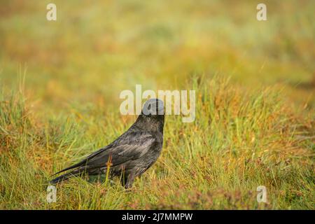 Carrion crow, Corvus corone, feeding on old pasture land Stock Photo