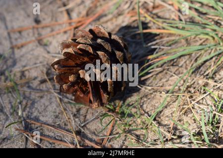 Close-up of pine cone in the sand in a forest. Macro shot. Pine cone fallen on the forest sand. Stock Photo