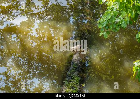 A plastic bottle floated on top of a log in the wetland with a turtle next to it in the water surrounded by the reflection of the trees above on a sun Stock Photo