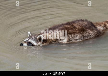 Common raccoon (Procyon lotor) crossing stream / rivulet by swimming, invasive species in Europe native to North America Stock Photo