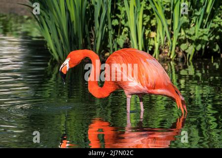 American flamingo / Cuban flamingo / Caribbean flamingo (Phoenicopterus ruber) foraging in pond Stock Photo