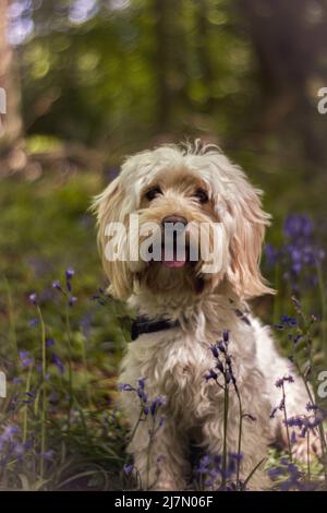 Cockerpoo in bluebell woods Stock Photo