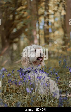 Cockerpoo in bluebell woods Stock Photo