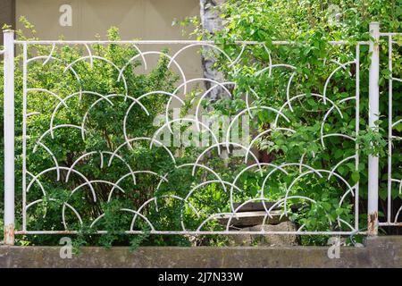 Green bush, shrub or young tree behind the old vintage iron lattice fence with rust and chipped white paint Stock Photo