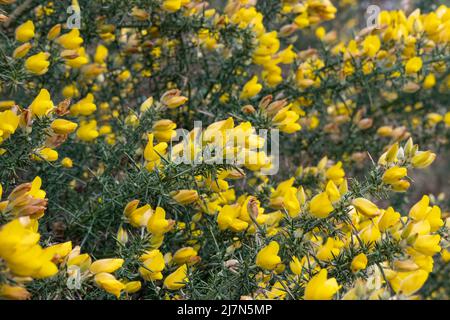 Eye-popping colors of the ulex flowers also known as gorse or whin found thriving in the rocky soils and wild unhospitable nature of the western coast Stock Photo