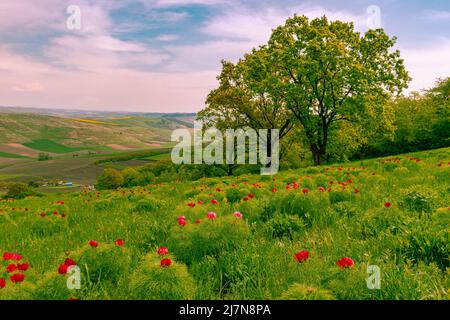 Landscape photography in country side with red peony flowers in the foreground and agricultural fields on a hill in the background. Stock Photo