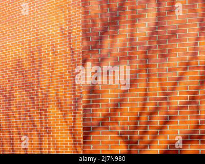 Shadows of trees on a red brick wall Stock Photo