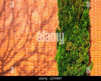 Shade of tree branches on a red brick facade with a cypress tree in front of it Stock Photo
