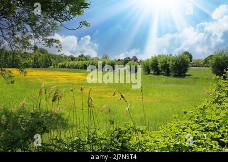 Beautiful rural typical lower rhine landscape, green meadow, pollard willow trees, yellow buttercup flowers field, blue summer sky, sun rays - Viersen Stock Photo