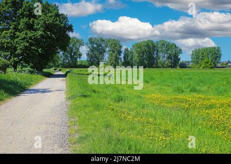 Beautiful typical rural riverside lower rhine landscape with cycling path, green meadow yellow buttercup flowers, blue summer sky - Viersen, Niers, Ge Stock Photo
