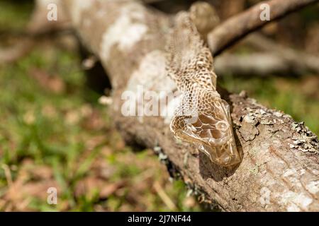 Snake skin that had been shed Stock Photo