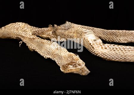 snake skin on black background Stock Photo