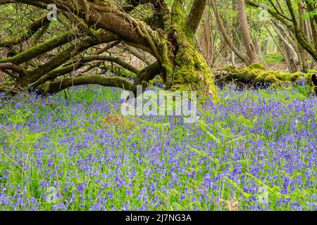 Bluebell woods near Brockenhurst in the New Forest National Park, Hampshire Stock Photo