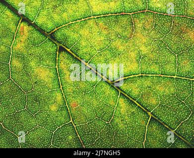 background or texture abstract cut of old wooden shingles Stock Photo