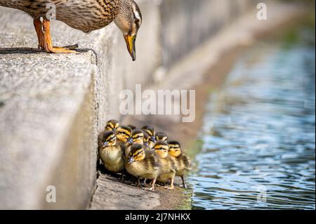 Newborn mallard ducklings group beside the edge of a high sided pond with mother duck looking on Stock Photo