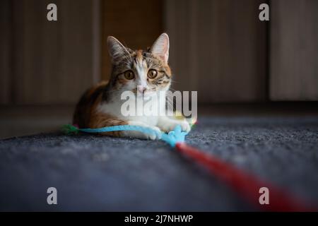 Little kitten playing with a toy on a rope Stock Photo