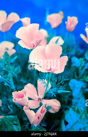 vibrant orange poppies in the sun Stock Photo