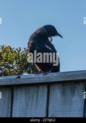 Tui on fence lit by setting sun Stock Photo