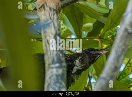 Tui singing, seen from below Stock Photo