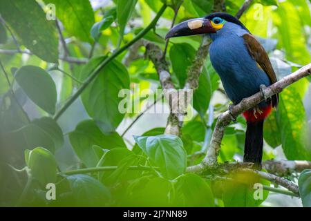 Ecuador, Tandayapa Valley, Alambi Reserve. Plate-billed mountain toucan (Andigena laminirostris). Stock Photo