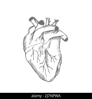 Human heart. Anatomical realistic line art, vector illustration Stock Vector