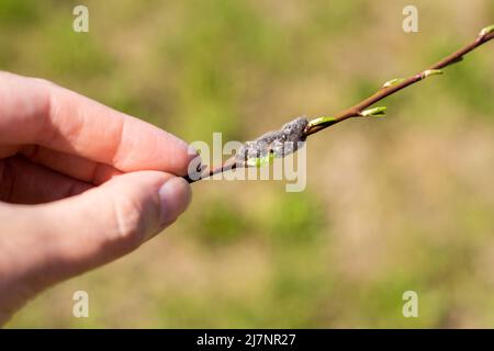 Aphids on a young branch of a fruit tree and a spider cocoon. Pest control in the garden. Stock Photo