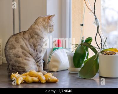 Bengal cat sits next to sprouted potatoes. Stock Photo