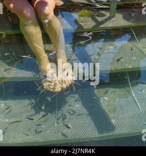 Peeling feet fish. Cosmetic foot care with the help of fishes doing foot exfoliation. Thermal lake Vouliagmeni, Athens, Attica Stock Photo
