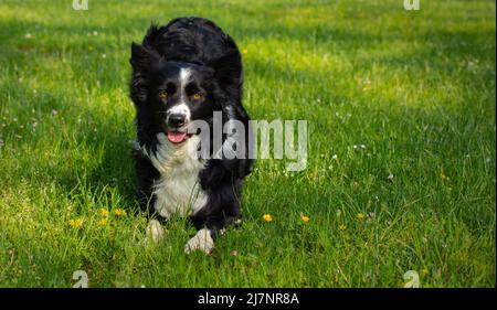 a stylish border collie puppy dog bows to the camera in a beautiful green meadow Stock Photo