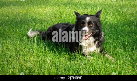 A cute border collie puppy dog relaxes lying in the green grass Stock Photo