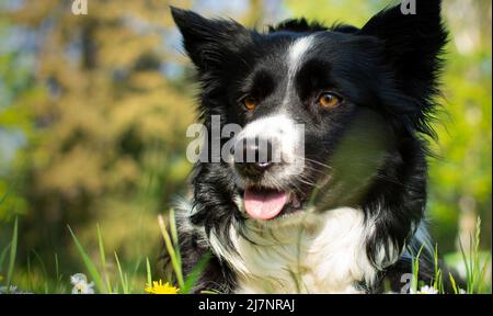 Beautiful close up on a border collie dog, happy in a flowery meadow Stock Photo