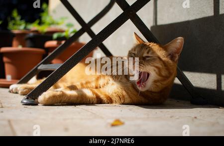 A beautiful bored red cat yawns under a table on a sunny day. Stock Photo