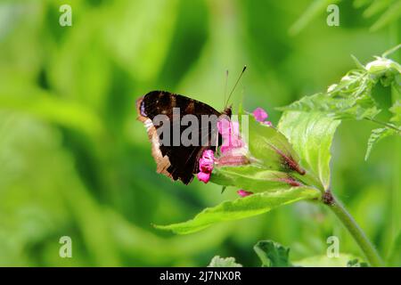a Peacock (Aglais io) butterfly resting on a pink flower showing its under wings