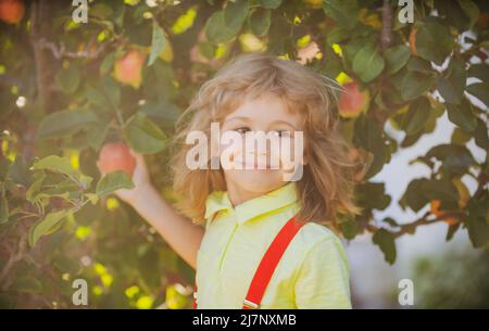 Child picking apples on backyard. Portrait kid boy in orchard apple garden. Harvesting fruit. Autumn season kids lifestyle. Stock Photo