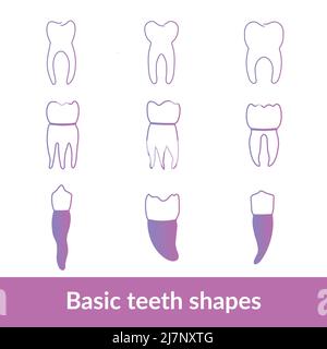 Set basic teeth shapes and icons in neon colors Stock Vector