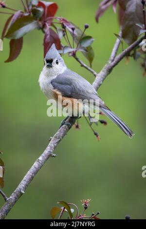 Tufted Titmouse sitting on a crab apple branch in front of green background Stock Photo