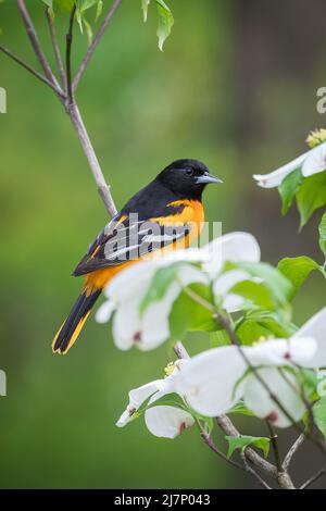 Male Baltimore Oriole perched on White Dogwood tree branch Stock Photo