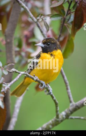 Female Baltimore Oriole perched on tree branch with green background Stock Photo