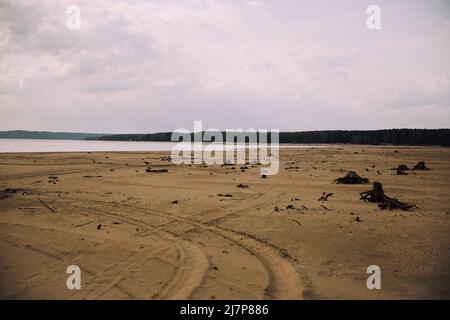 Ancient roots and trees on a wild beach Stock Photo