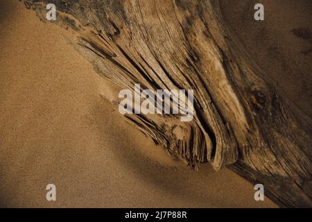 Ancient roots and trees on a wild beach Stock Photo