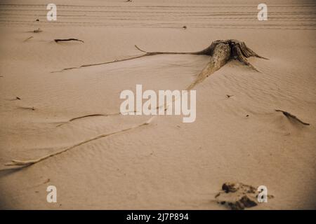Ancient roots and trees on a wild beach Stock Photo