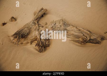 Ancient roots and trees on a wild beach Stock Photo